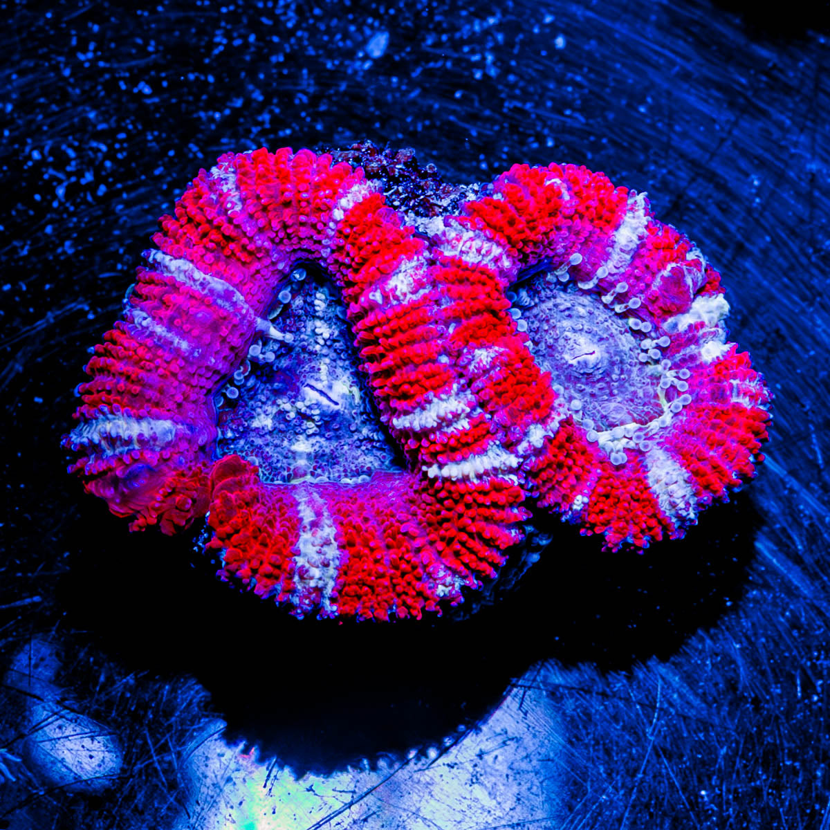 Acan / Micromussa 