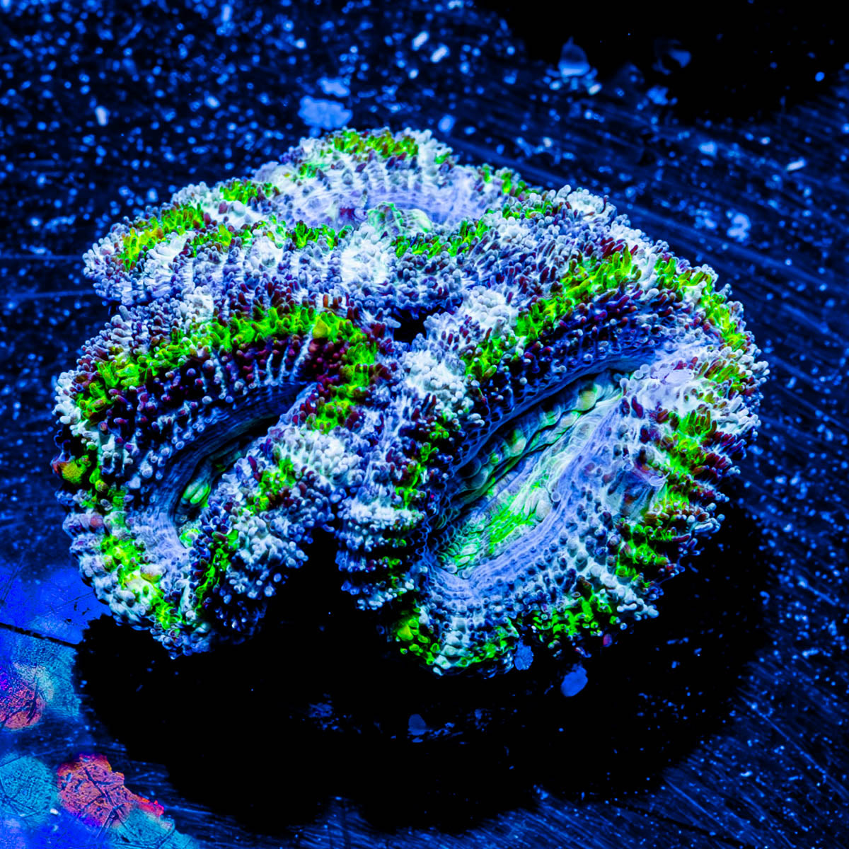 Acan / Micromussa 