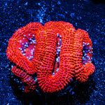 Acan / Micromussa 