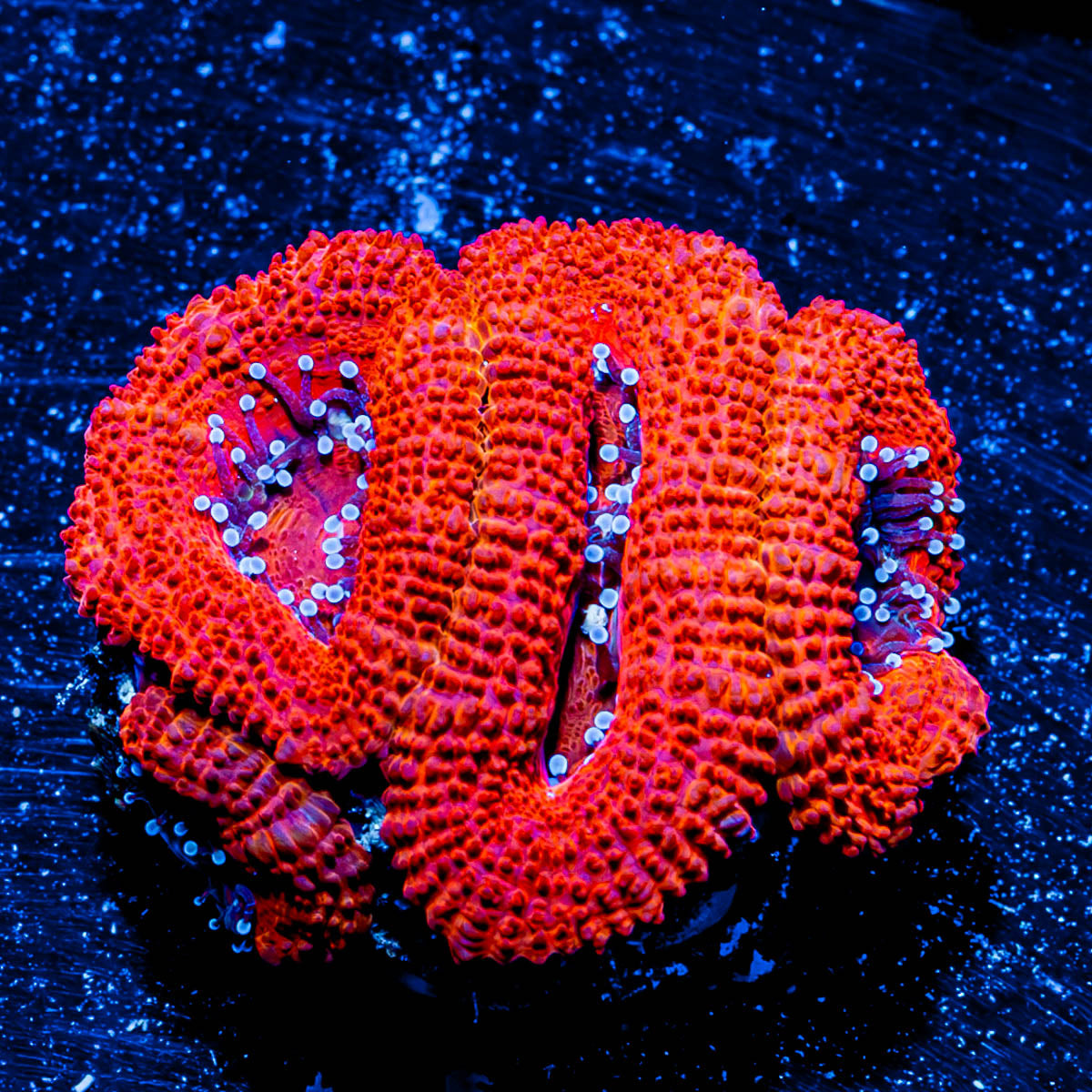 Acan / Micromussa 