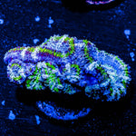 Acan / Micromussa 