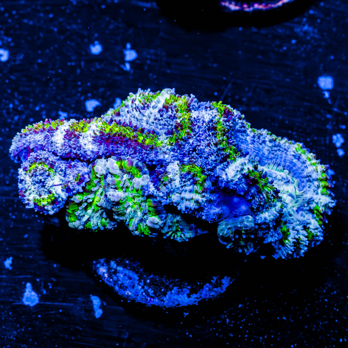 Acan / Micromussa 