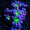 ARC FireWork Clove Polyps 