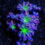 ARC FireWork Clove Polyps 