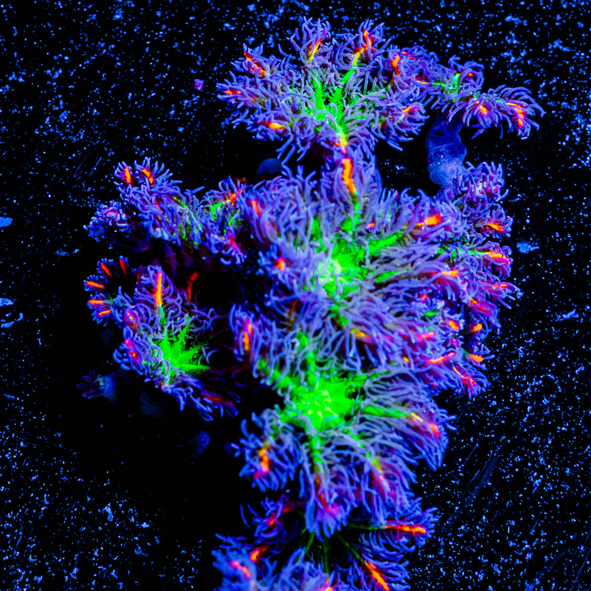ARC FireWork Clove Polyps 