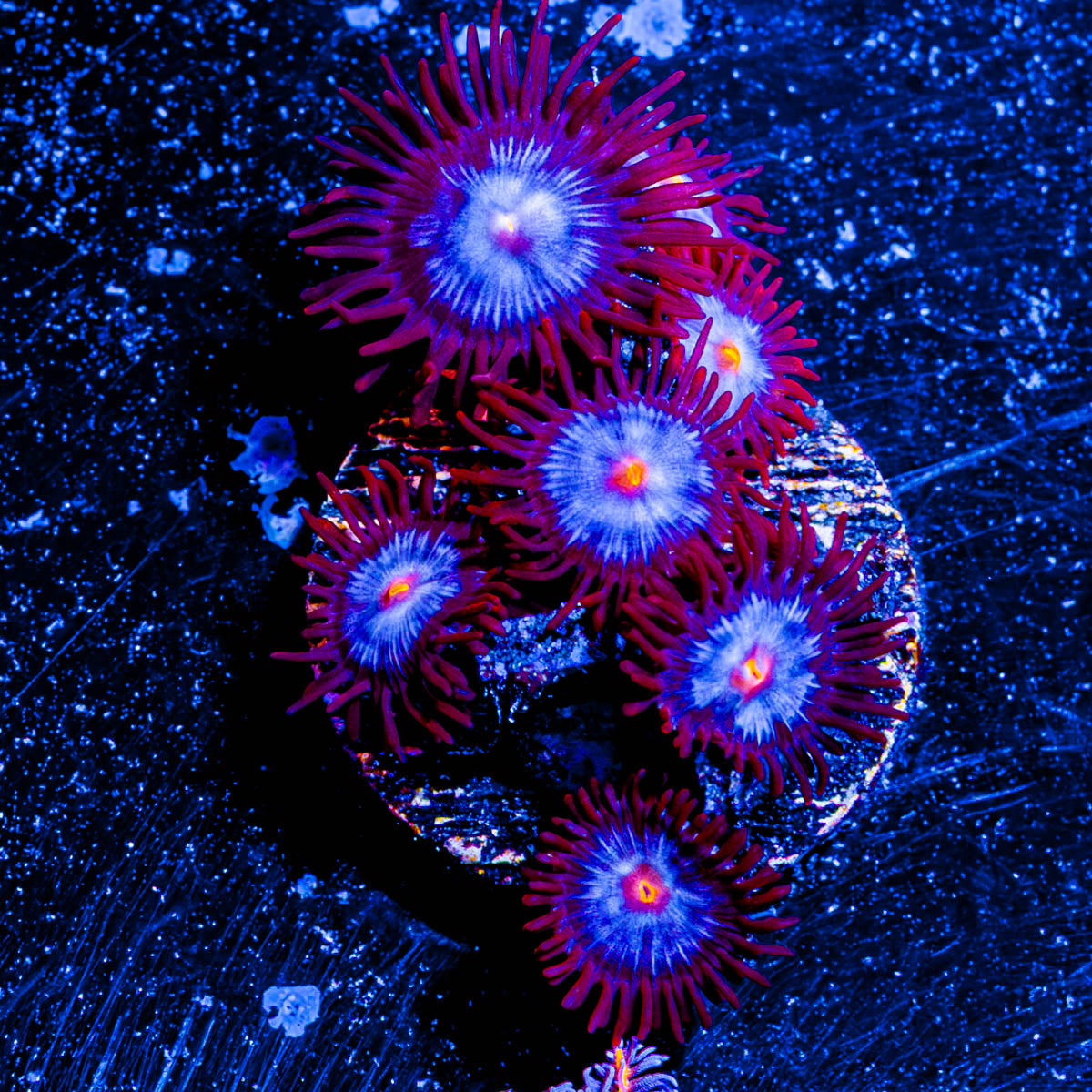 Stitch Zoanthid 