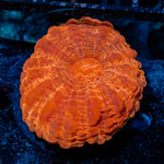  Cynarina