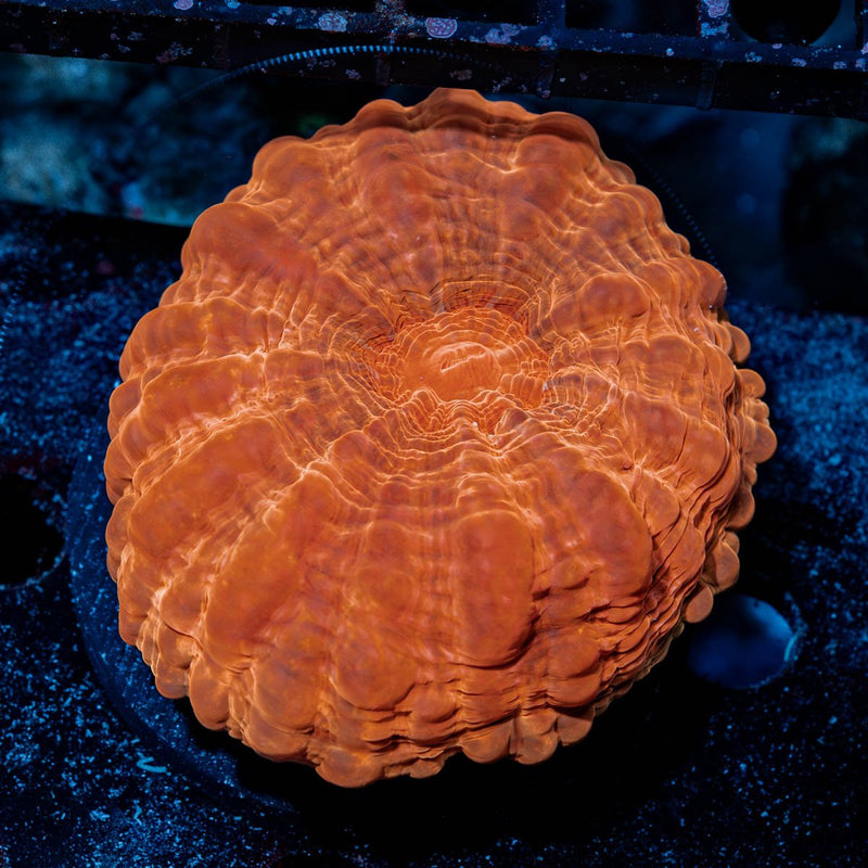 Cynarina