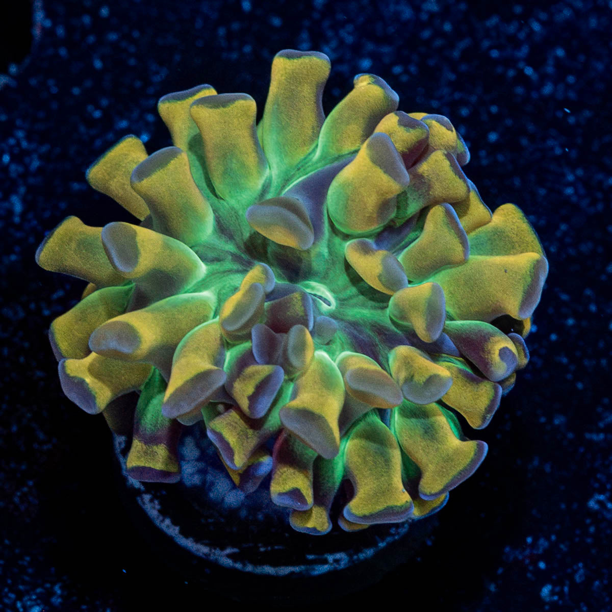Crown Royal Hammer Euphyllia 