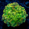Hypnotoad Hammer Euphyllia 