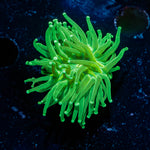 Green Torch Euphyllia 