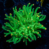 Green Torch Euphyllia 