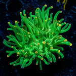 Green Torch Euphyllia 
