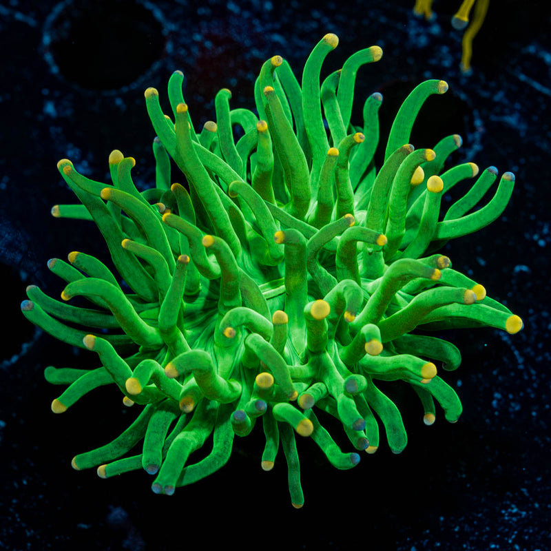 Green Torch Euphyllia
