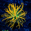 Sun Drop Torch Euphyllia 