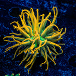 Sun Drop Torch Euphyllia 