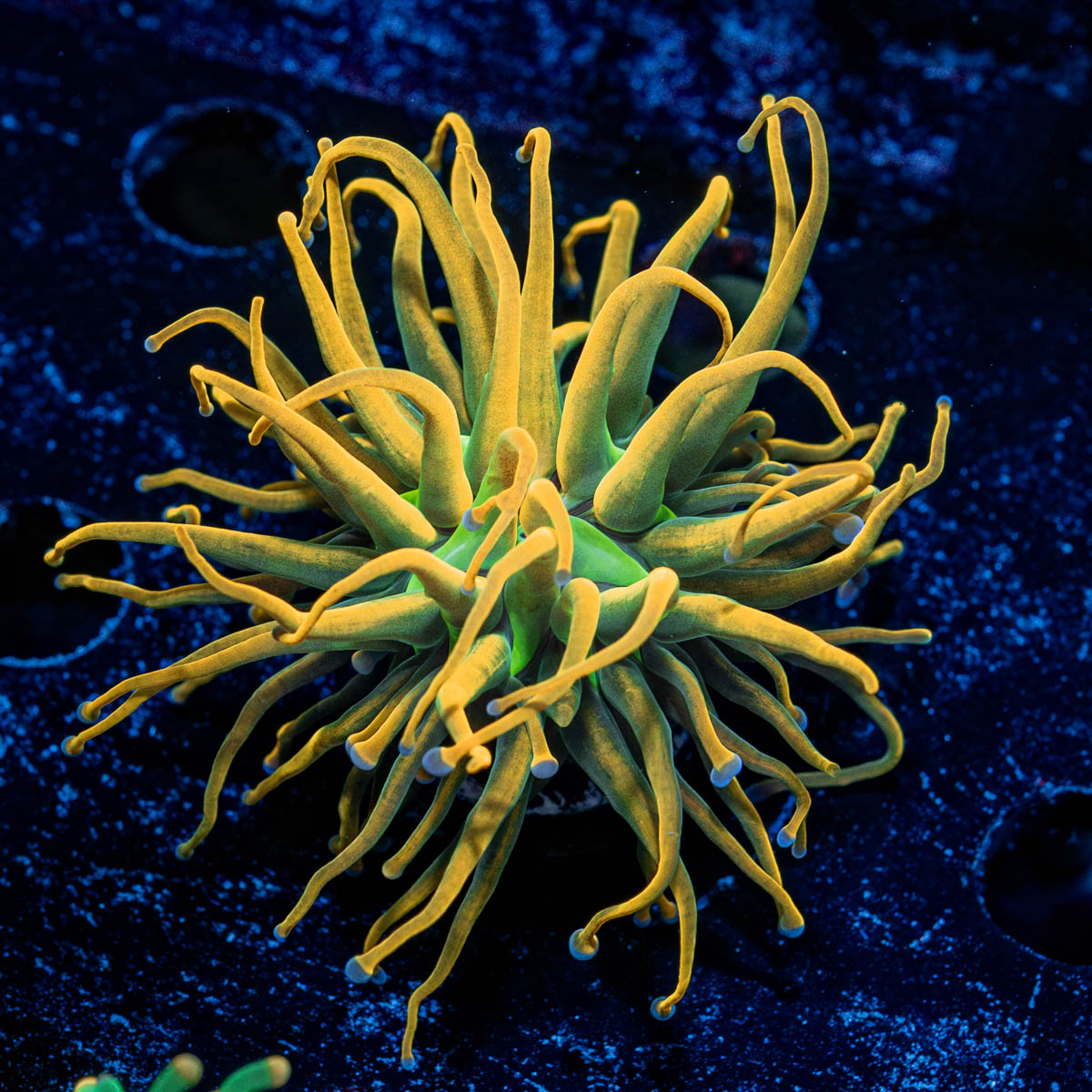 Sun Drop Torch Euphyllia 