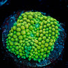 Ricordea Mushroom 