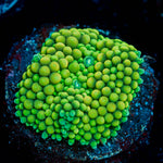 Ricordea Mushroom 
