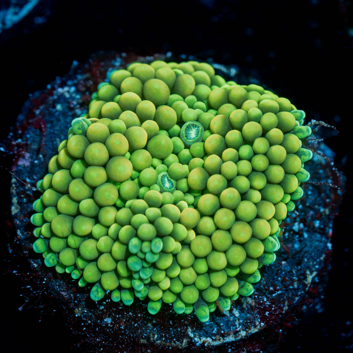 Ricordea Mushroom 