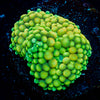 Ricordea Mushroom 