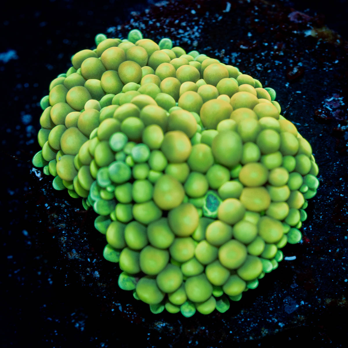 Ricordea Mushroom 