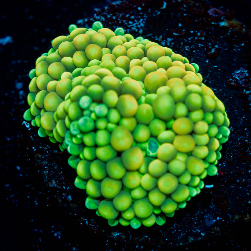 Ricordea Mushroom