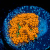 Orange Ricordea Mushroom 