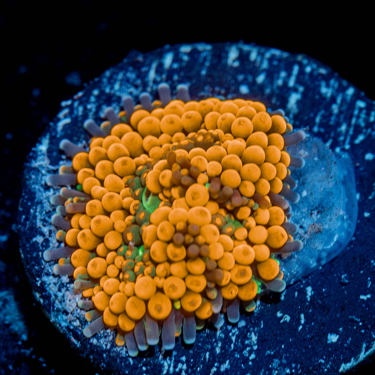 Orange Ricordea Mushroom 