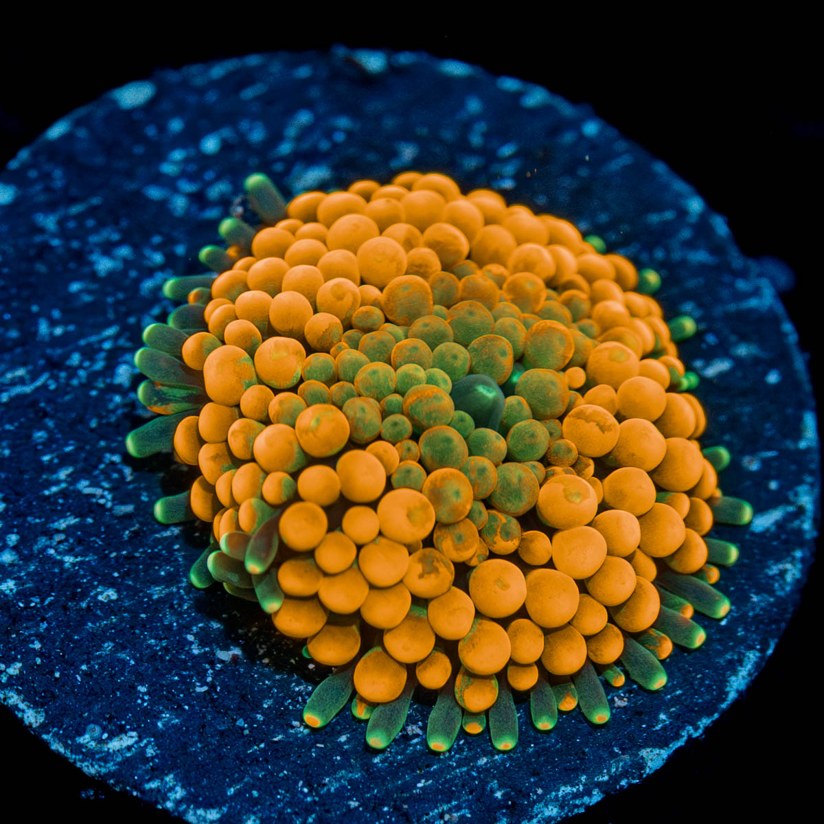 Orange Ricordea Mushroom 