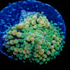 Bi Color Ricordea  Mushroom 