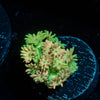 Encore Goniopora 