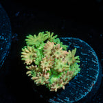 Encore Goniopora 
