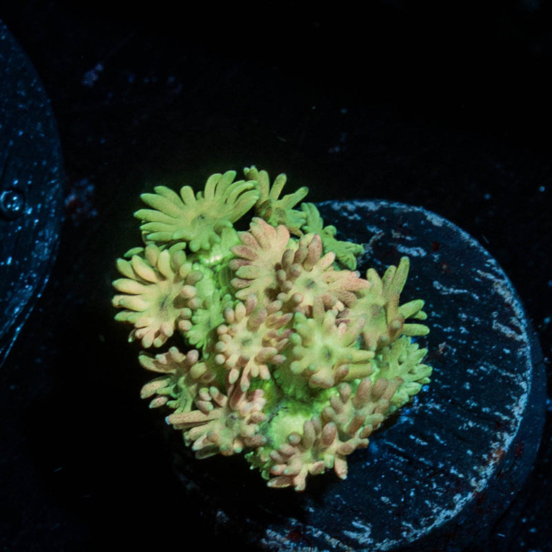 Encore Goniopora
