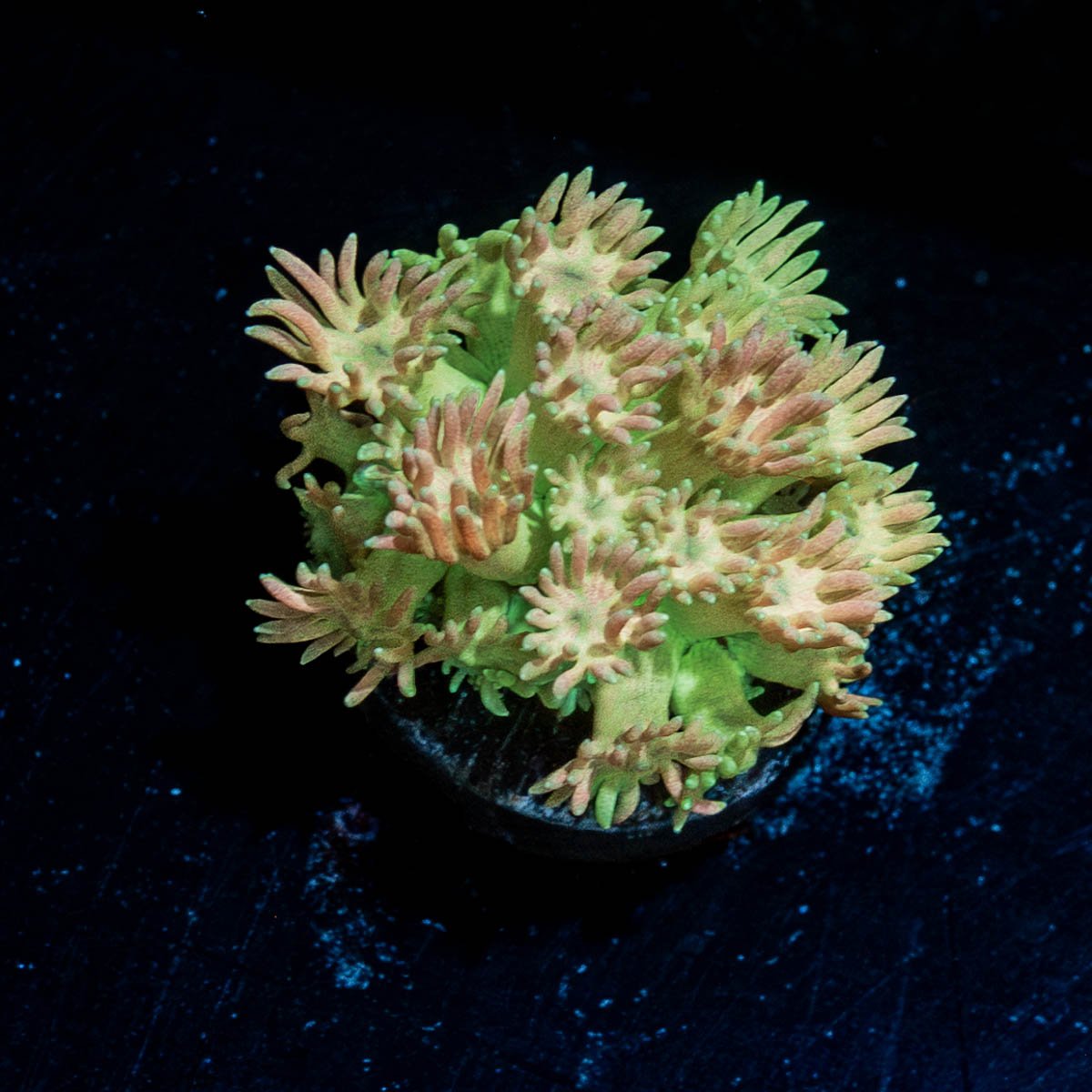 Encore Goniopora 