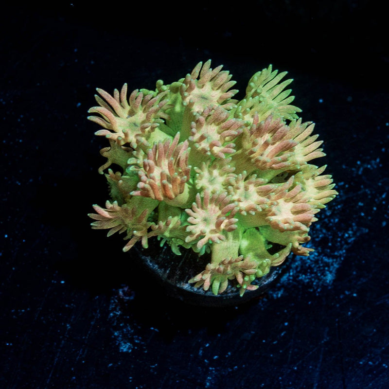 Encore Goniopora