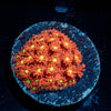  Raspberry Limeade Goniopora
