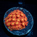  Raspberry Limeade Goniopora