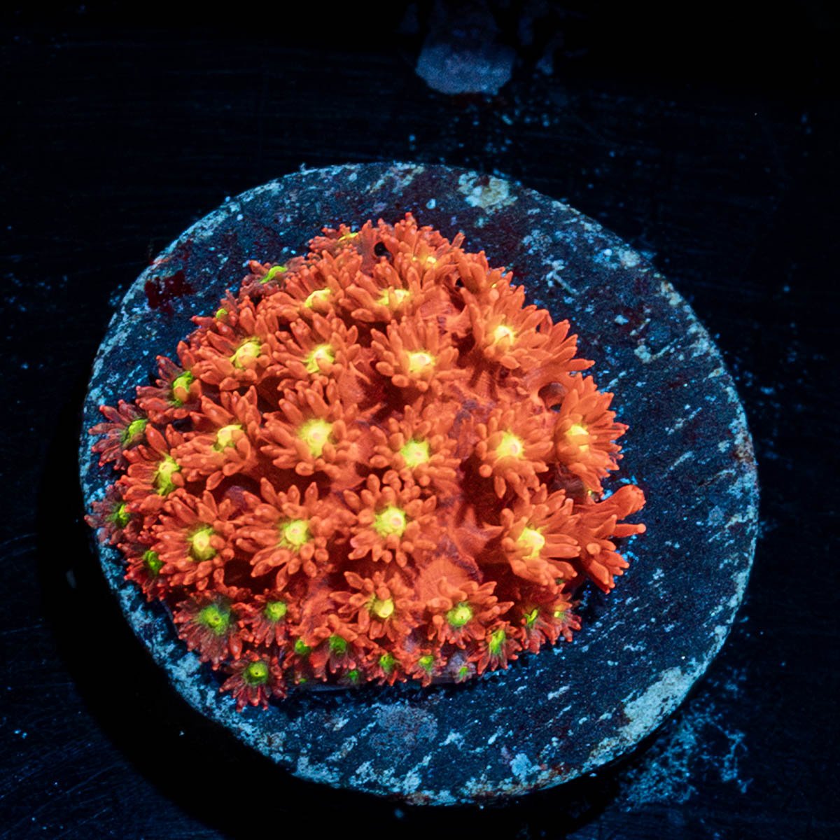  Raspberry Limeade Goniopora