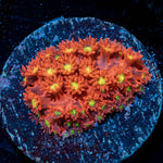  Raspberry Limeade Goniopora