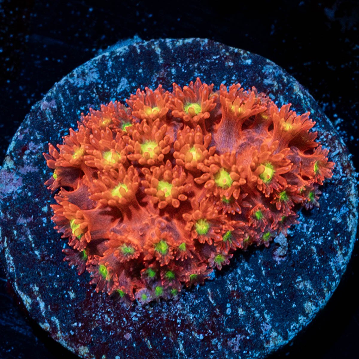  Raspberry Limeade Goniopora