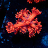 Red Bull Goniopora 