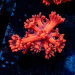 Red Bull Goniopora 