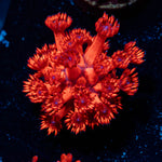 Red Bull Goniopora 