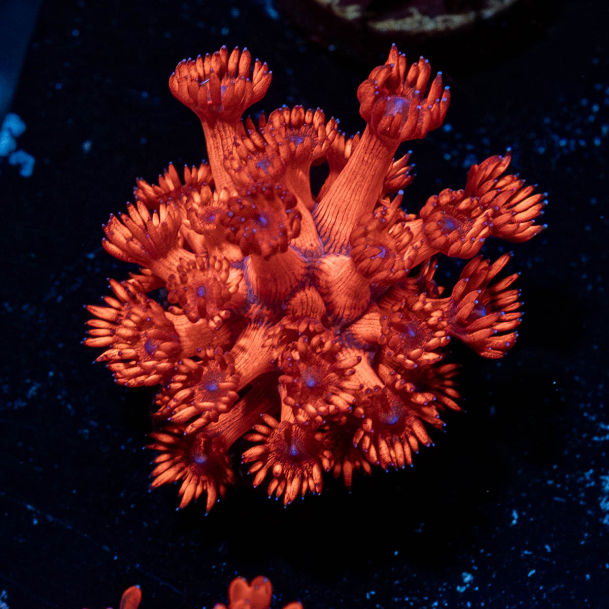 Red Bull Goniopora 