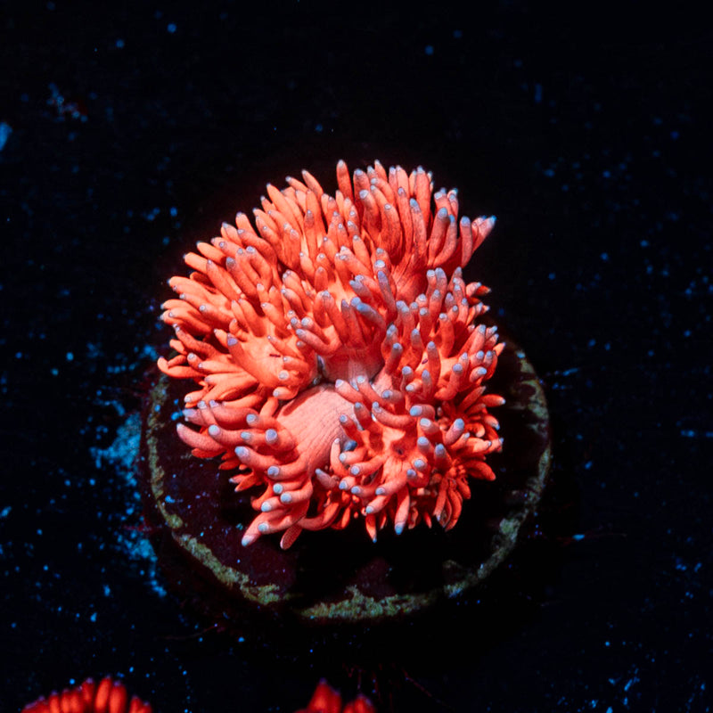 Pink Mamba Goniopora