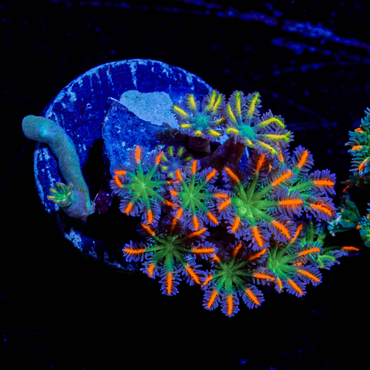 ACR FireWork Clove Polyps 