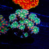 ACR FireWork Clove Polyps 