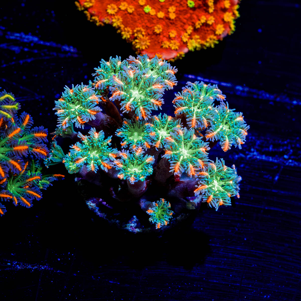 ACR FireWork Clove Polyps 