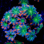 ACR FireWork Clove Polyps 